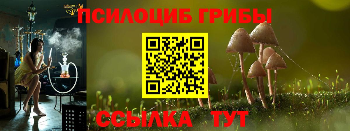 Псилоцибиновые грибы Psilocybe Хасавюрт
